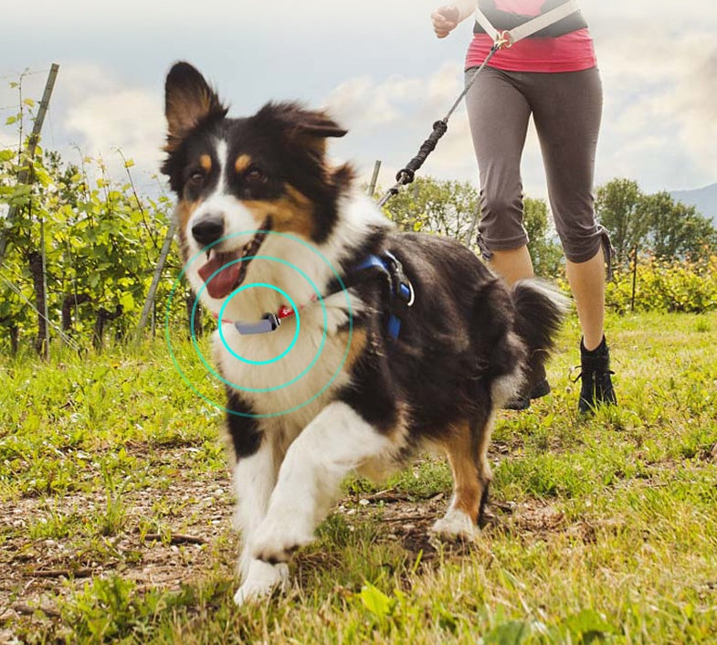 Beidou GPS pet positioning collar